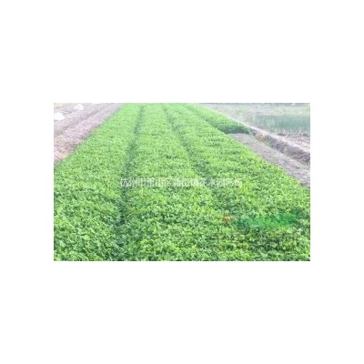 梅花苗室内庭院耐寒观花植物腊梅红梅绿梅树苗当年开花绿化工程苗