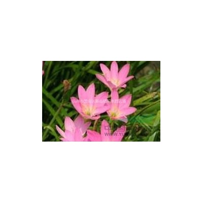 小叶女贞树苗 金森女贞球小苗绿化工程苗木