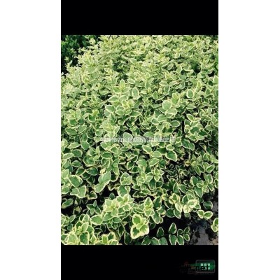 萧山花木城直销冬青树苗四季常绿篱笆植物法国冬青庭院绿篱