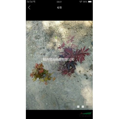 出售10-28公分乌桕