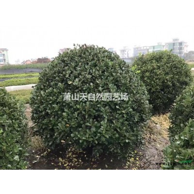 精品 黄金愧 D5-20公分