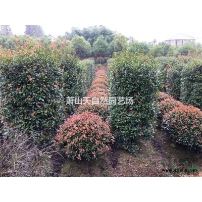 金桂D5-15 P200-450 萧山苗木