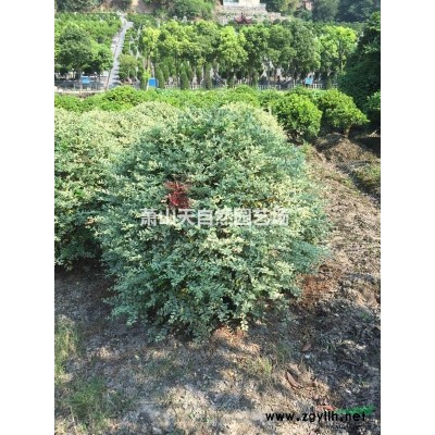 【供应】地中海荚蒾