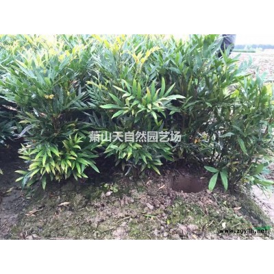 南天竹 H 40-100 萧山苗木