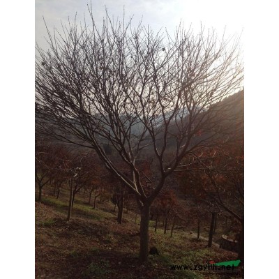 优质特价晚樱产地直销，晚樱宁波地区大量供应，樱花批发