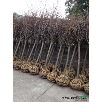 大小规格红枫基地，买红枫到宁波，宁波红枫你值得拥有