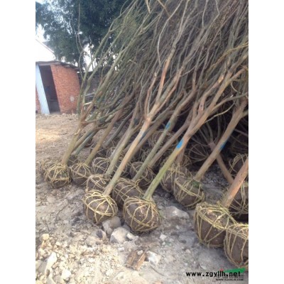 樱花基地实拍，买樱花到浙江宁波