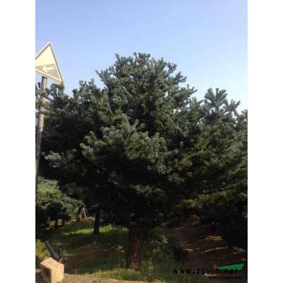 浙江宁波哪里有卖日本晚樱日本早樱，日本早晚樱供应哪里好