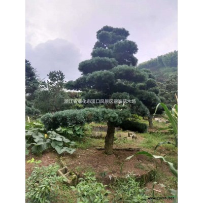 宁波红枫行情 浙江优质红枫价格  今年宁波红枫价格便宜出售