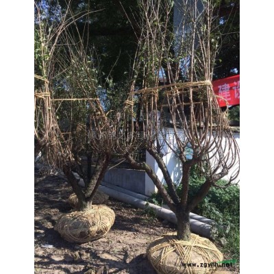 专业的爬地板基地批发，爬地柏小苗批发，容器苗地栽苗都有质量好