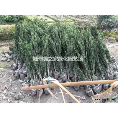 染井吉野一年生小苗产地直销，量大价优