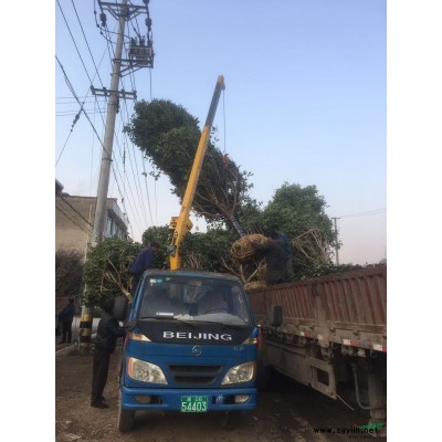 浙江红叶美人蕉批发价格走势 紫叶美人蕉低价出售  优质美人蕉