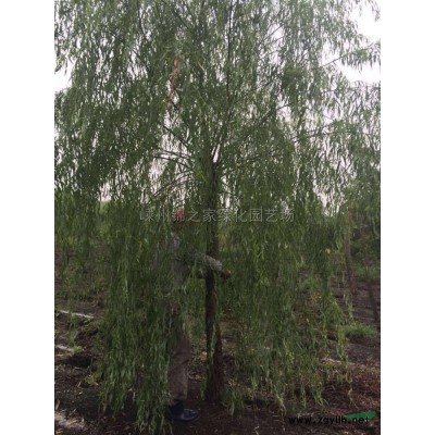 桃叶珊瑚小苗基地 桃叶珊瑚小苗10万批发 ，苗子粗壮