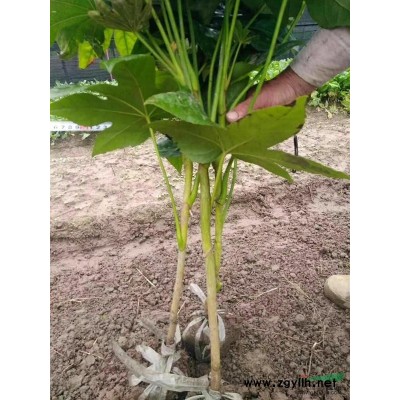 供应大叶黄杨蓠芭苗，大叶黄杨柱型