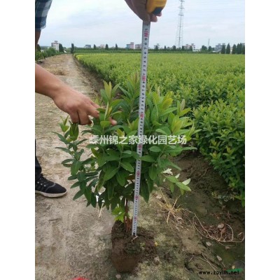 供应优质花叶络石容器苗，黄金络石容器苗，产地直销价格实惠