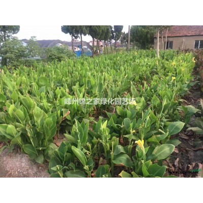 八角金盘色块苗小毛球容器苗地栽苗h80-150带土篱笆苗