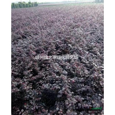 供应枣树，数量300棵，枣子甜土球大质量好