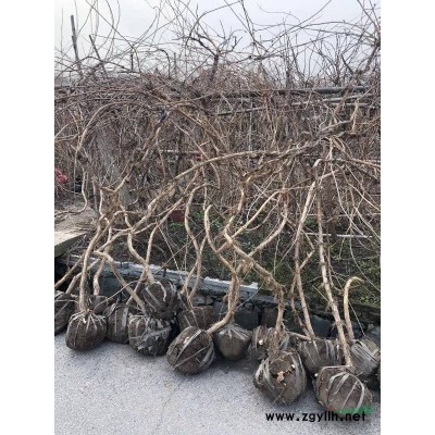 供应桃叶珊瑚地栽苗，洒金珊瑚容器苗，H35-50左右质量保证