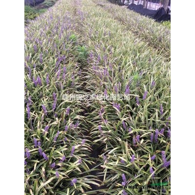 供应十大功劳地栽苗，H45左右苗子粗壮，数量5万棵，价格实惠
