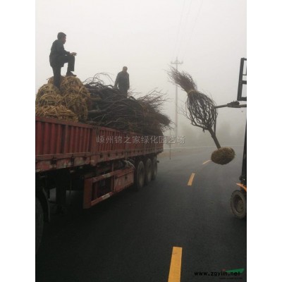 供应毛鹃地栽苗，带土球H35左右，数量10万量大从优