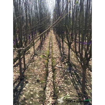 供应八角金盘地栽苗，容器苗H35左右，数量5万棵，质量保证