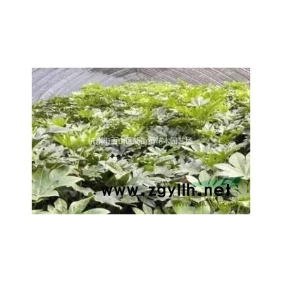 供应各规格洒金珊瑚