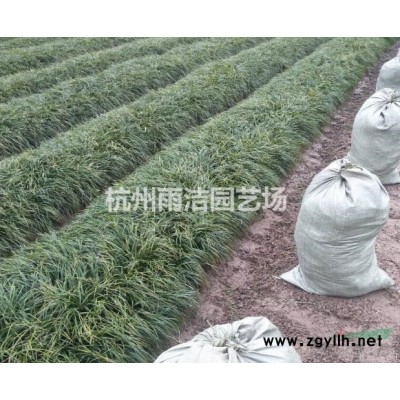 供应八角金盘绿化苗木