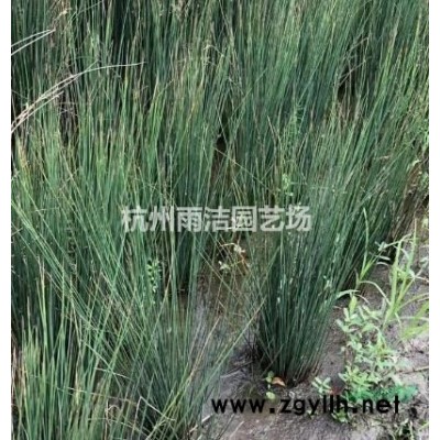 低价直销海桐小苗 金边小苗 大叶黄杨小苗 小秧