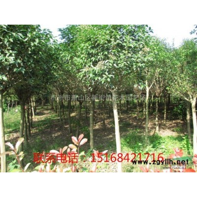 低价直销血草小杯 金叶石菖蒲小杯 金森女贞小杯