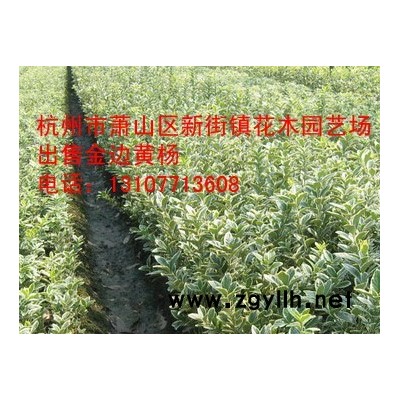 供应金叶女贞毛球1米冠幅、金叶女贞球2米冠幅