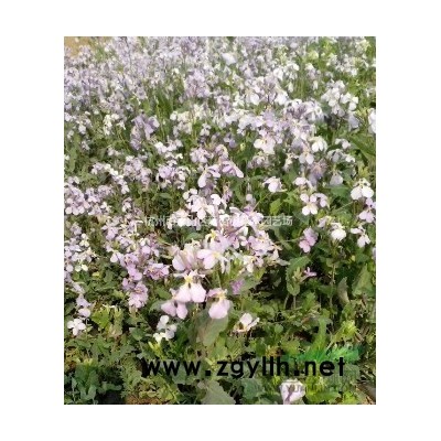 供应美人梅、珍珠梅、榆叶梅、绿梅、红梅、腊梅