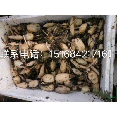 供应各类篱笆 石楠篱笆 大叶黄杨篱笆 金边黄杨篱笆 各类篱笆苗