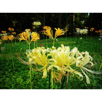 低价供应荷花、水菖蒲、水生美人蕉、花菖蒲苗 可发*