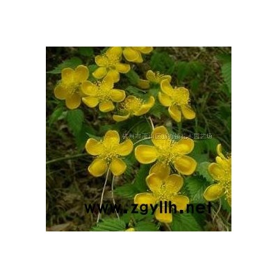 供应金森女贞大杯 红花继木大杯 海桐大杯