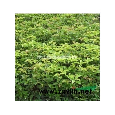 30公分高瓜子黄杨小苗价格 杭州大叶黄杨基地