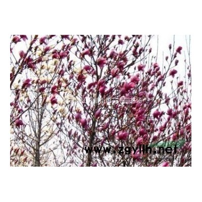 花叶芦竹、水生植物、海寿、红莲子草、等水生植物