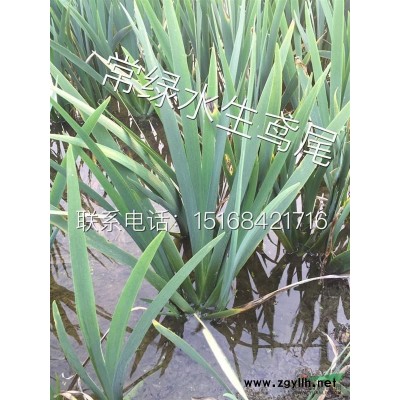 水葱产地 水葱图片 水生植物产地 水葱价格