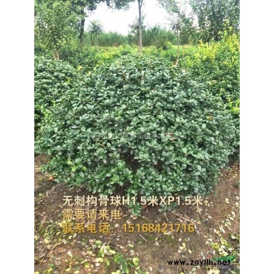 黄花水龙水草2019新品冲冠热卖抢鲜水培水生花卉水花生粉绿狐