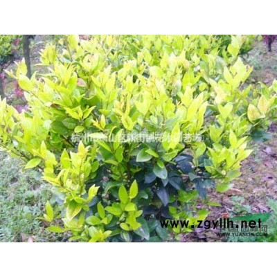 粉绿狐尾藻放放水里就会活水草大聚藻净化水质挺水生植物池塘水培