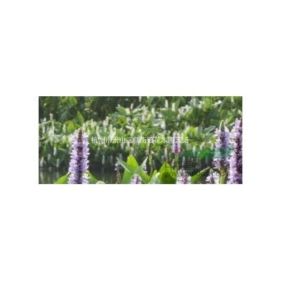 小叶扶芳藤苗 庭院花园彩色植物小叶爬山虎 四季常青攀缘植物