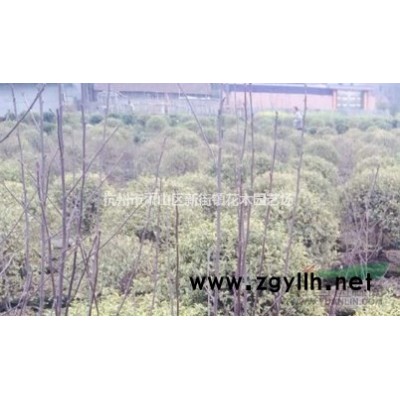 一叶莲碗莲水培植物花卉观花植物室内花水生植物好养开花的莲花