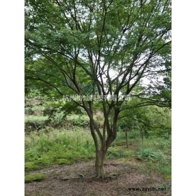 供应精品金丝垂柳8-28公分出售