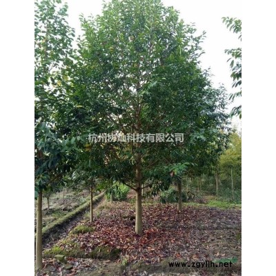 供应6-22公分美国红枫及美国红点红枫十月光辉出售