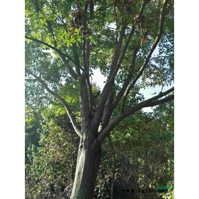 供应精品丛生紫薇冠幅250/300/350