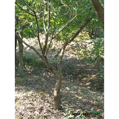 供应形状树腊梅7-25公分带梅龟精品出售