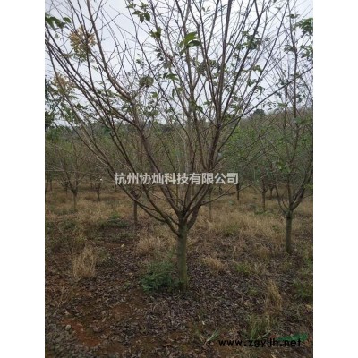 1公分到1.5公分小鸡槭小青枫用作景观盆景用苗