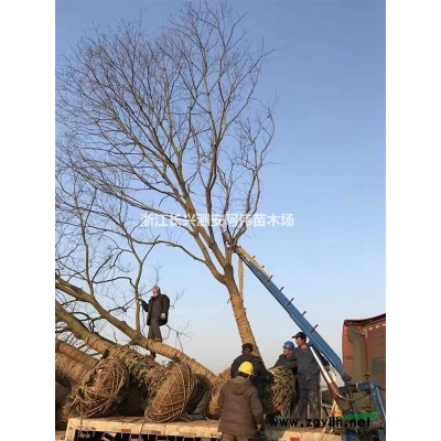 浙江精品乐昌含笑信息