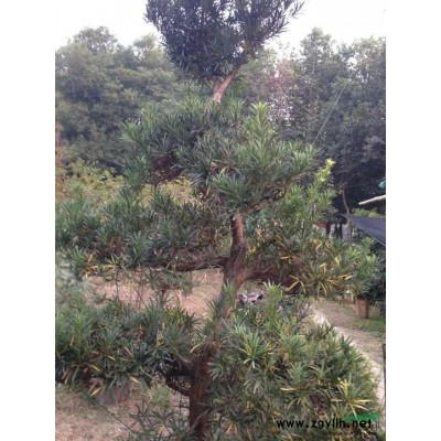 红叶石楠毛球