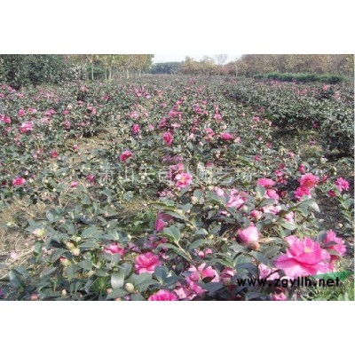 日本矮紫薇 H 30-40 萧山苗木
