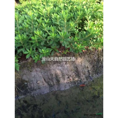 龙柏 H  30-50  萧山苗木
